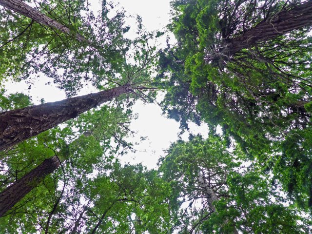 Butano State Park - 05-15-2017__0004_edited-2