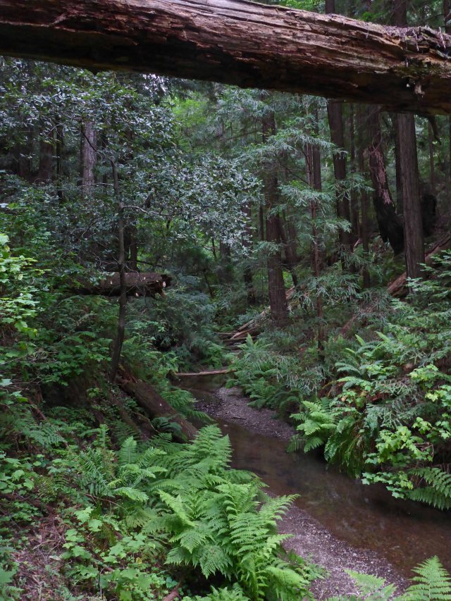 Butano State Park - 05-15-2017__0014_edited-2