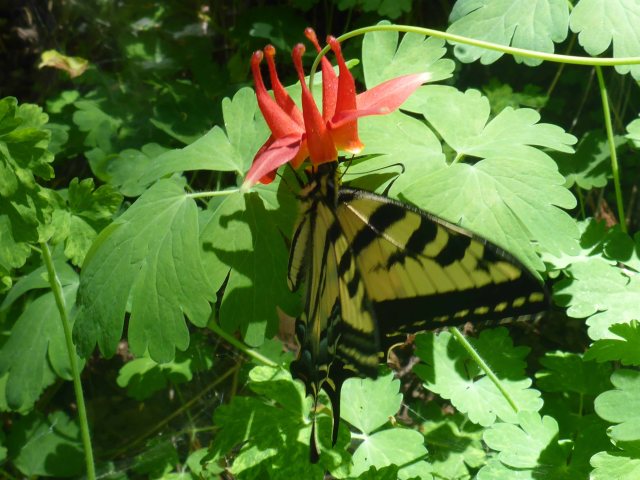 Icehouse Canyon 06-16-2017__0037_edited-1