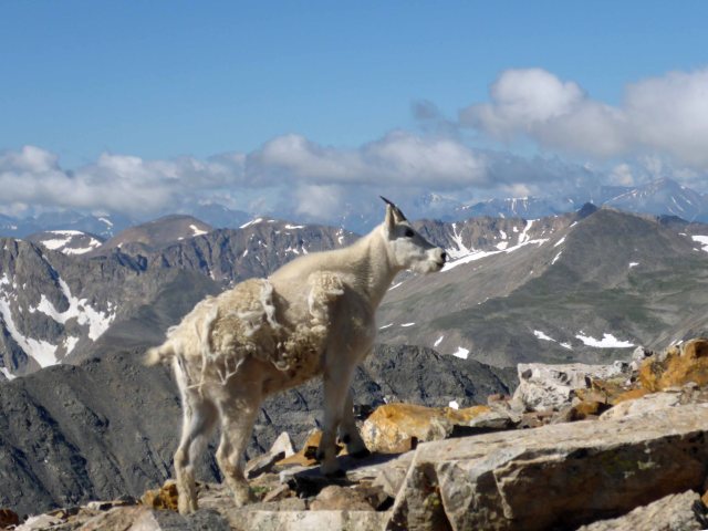 Mountain Goat on Quandary