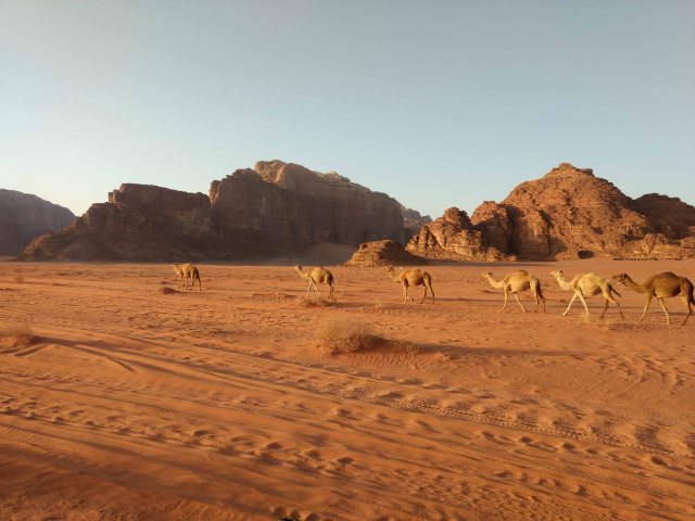 Wadi Rum Camels