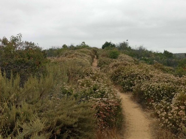 Rattlesnake Trail - Crystal Cove State Park - Edit